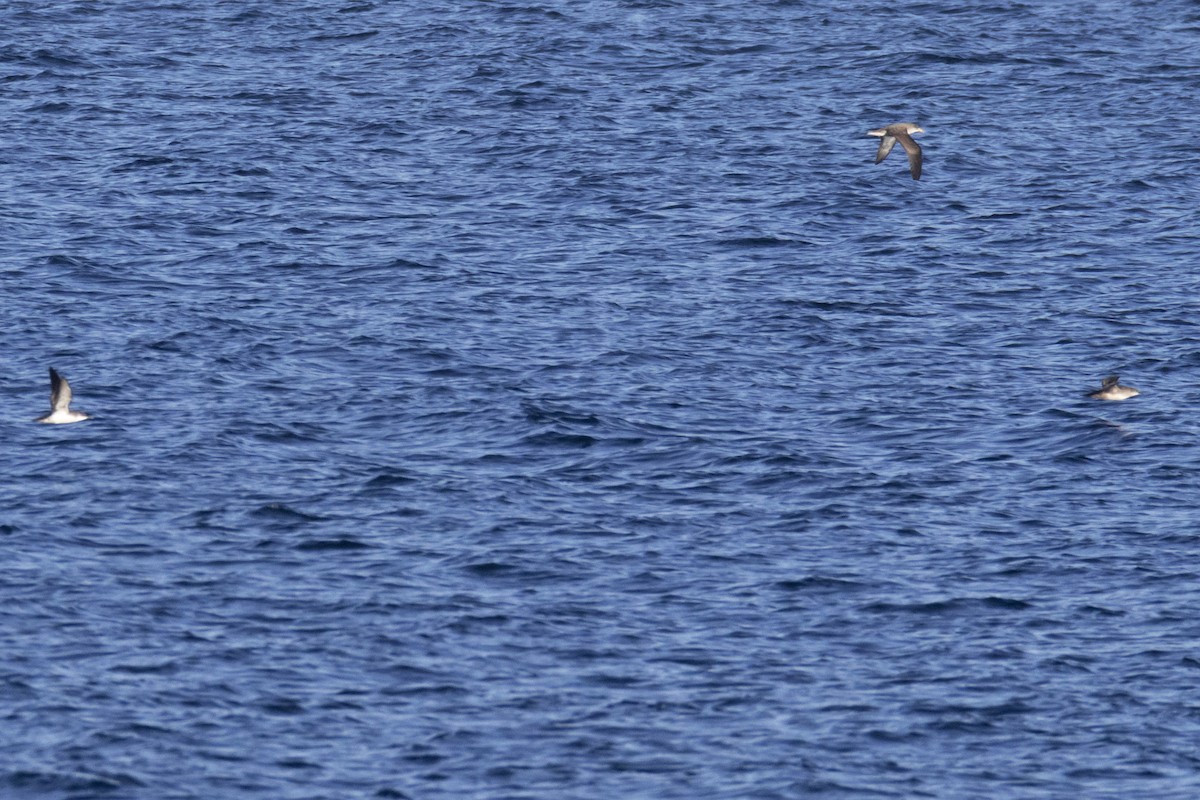 Yelkouan Shearwater - Maties Rebassa