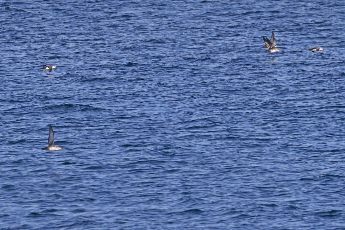 Yelkouan Shearwater - ML616118669