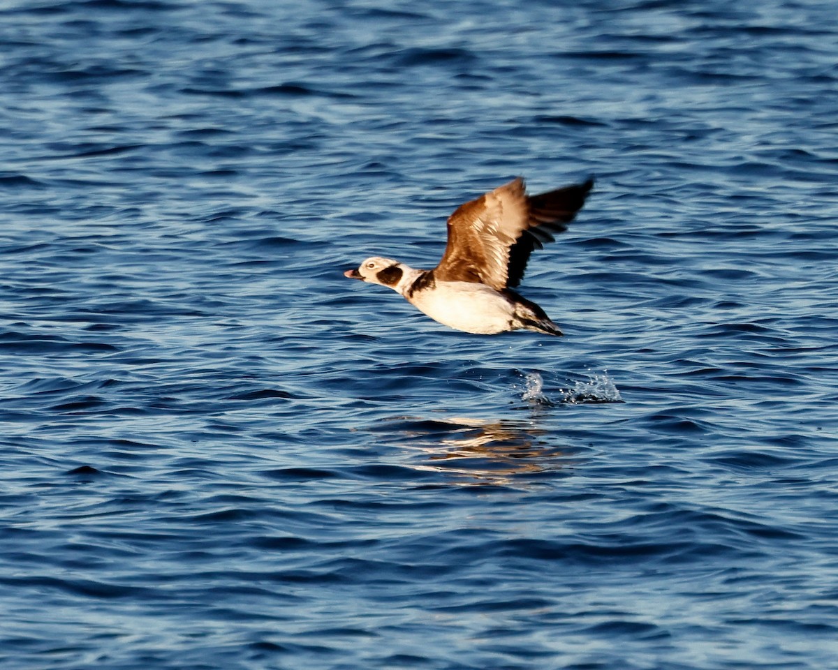 Long-tailed Duck - Torgil Zethson