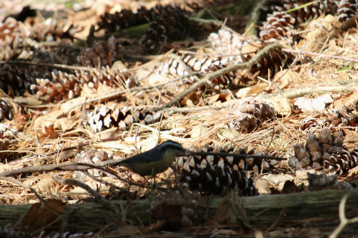 Red-breasted Nuthatch - ML616118675