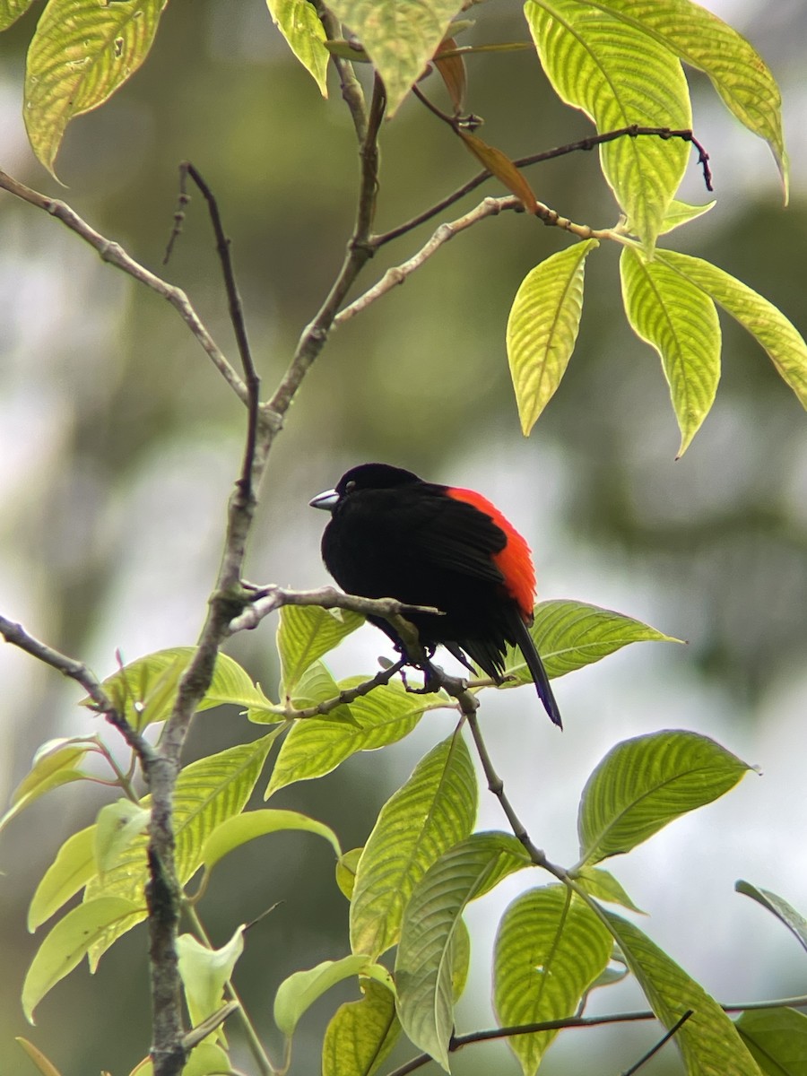 Scarlet-rumped Tanager - Paul Fedorowicz