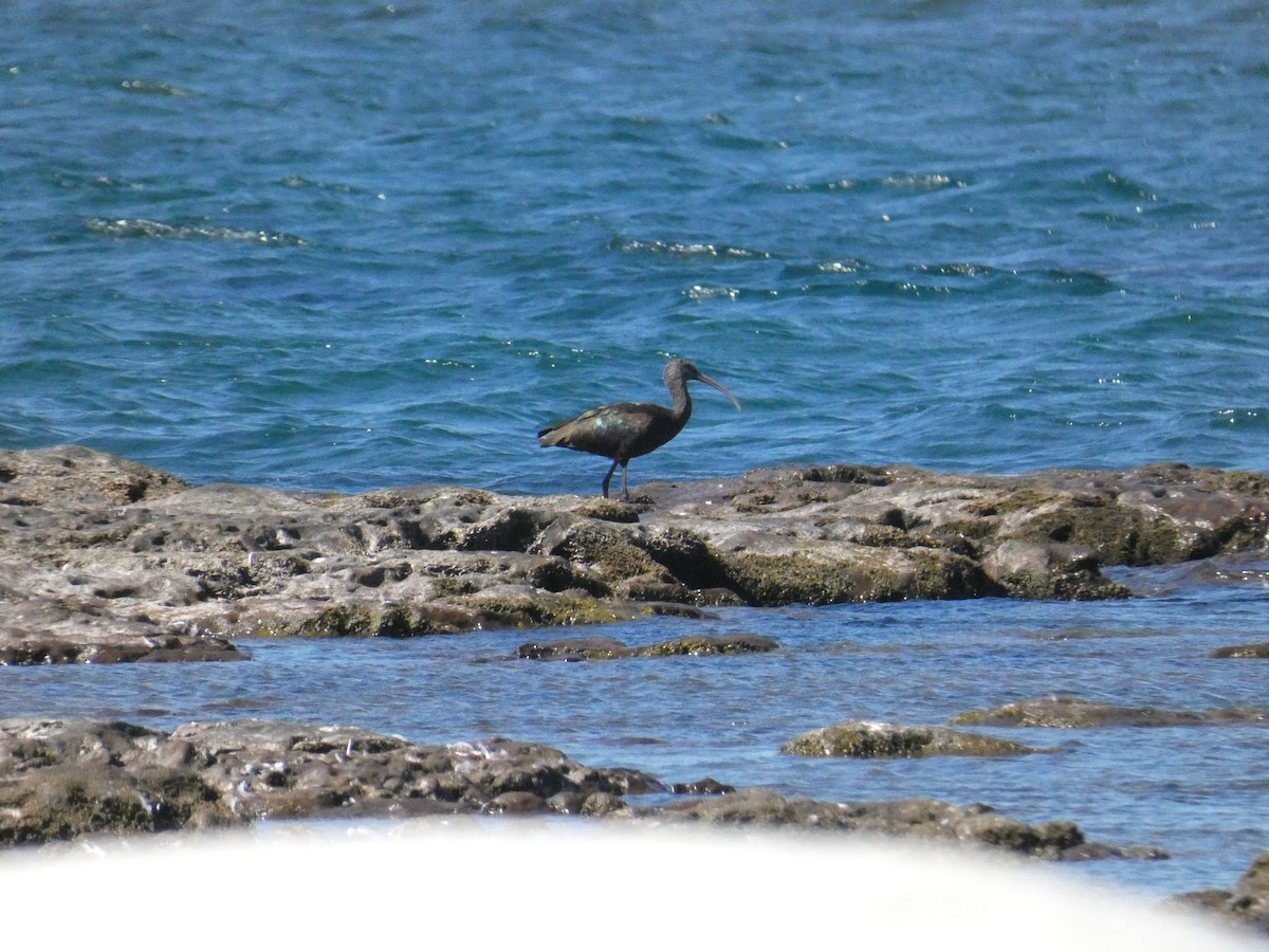ibis americký - ML616118711