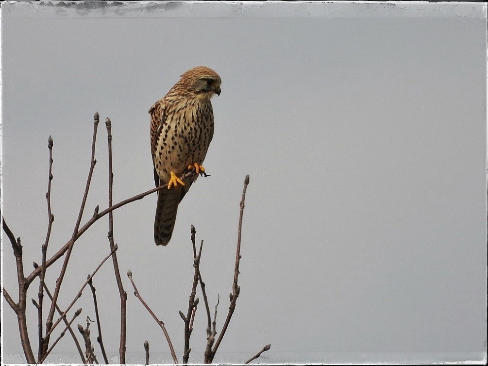 Eurasian Kestrel - ML616118728