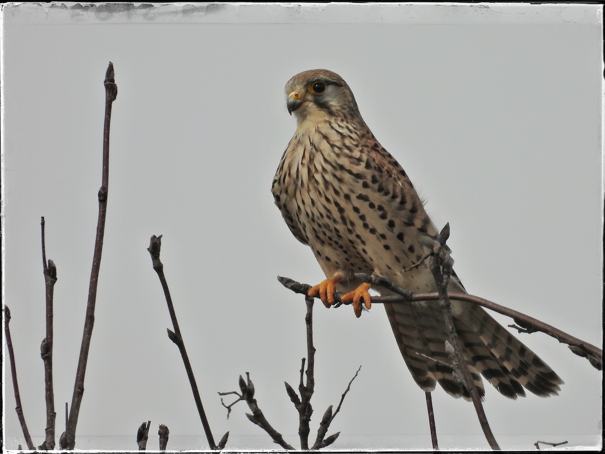 Eurasian Kestrel - ML616118730