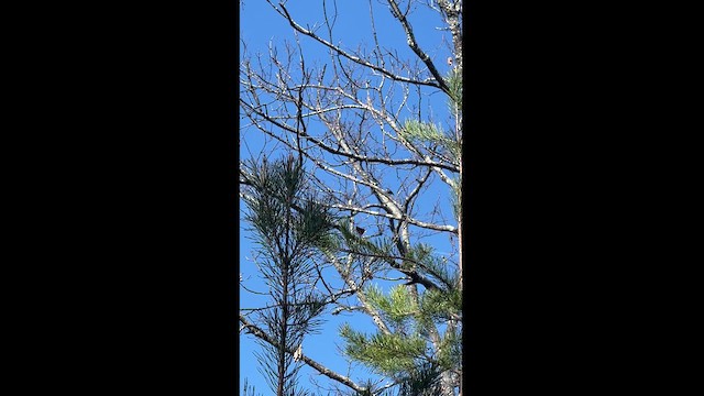 Brown-headed Nuthatch - ML616118751