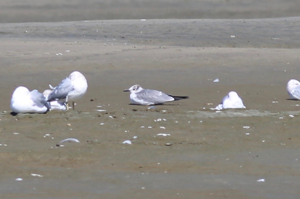 Laughing Gull - ML616118758