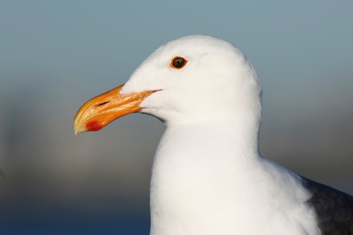 Western Gull - Torgil Zethson