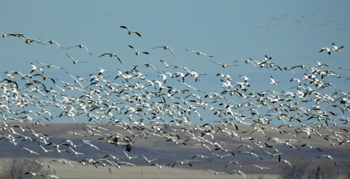 Snow Goose - Sharon Dewart-Hansen