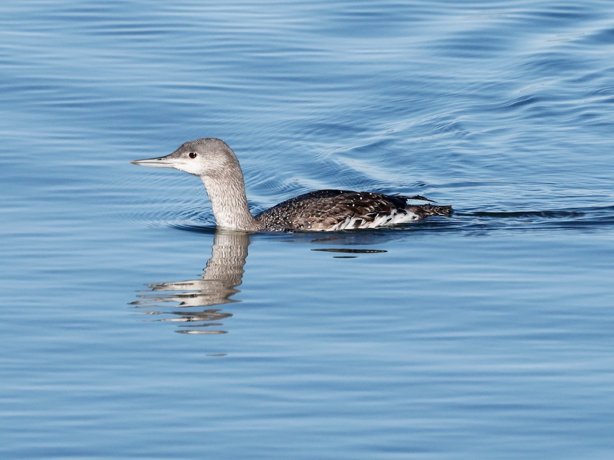 Red-throated Loon - Torgil Zethson