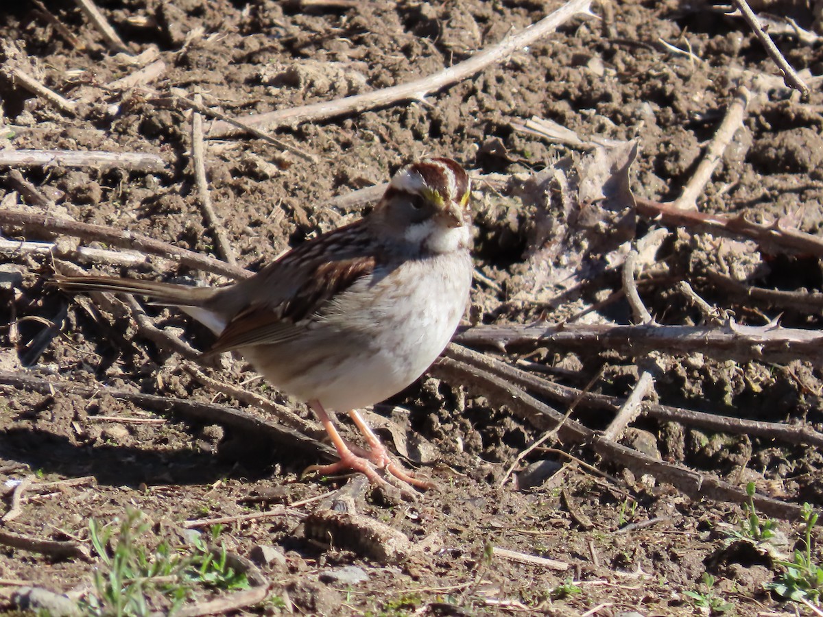 White-throated Sparrow - Jenny Jones