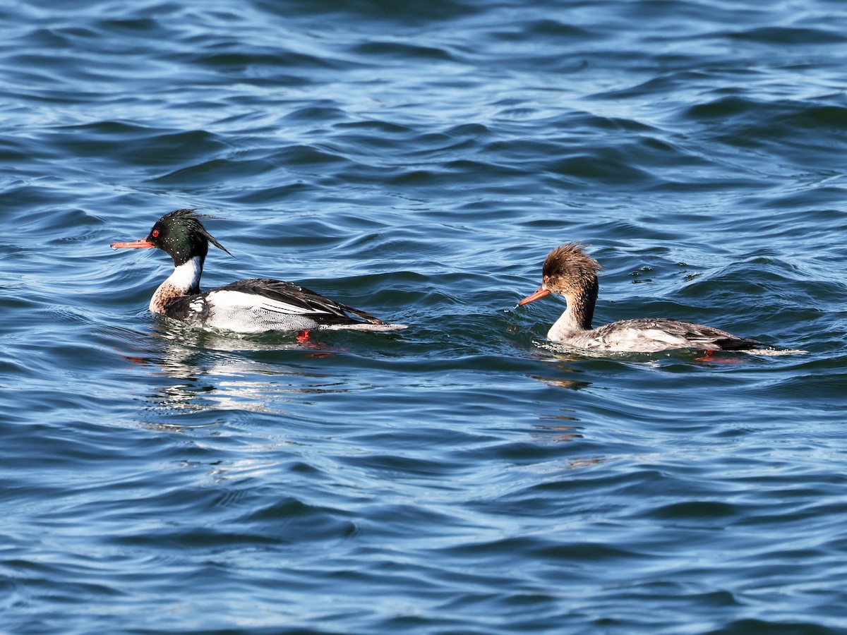 Red-breasted Merganser - ML616118896