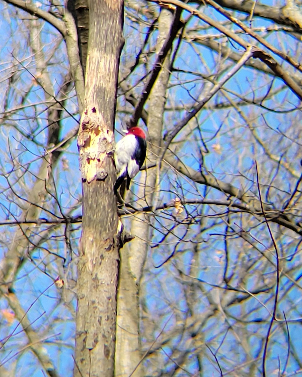 Red-headed Woodpecker - ML616118903