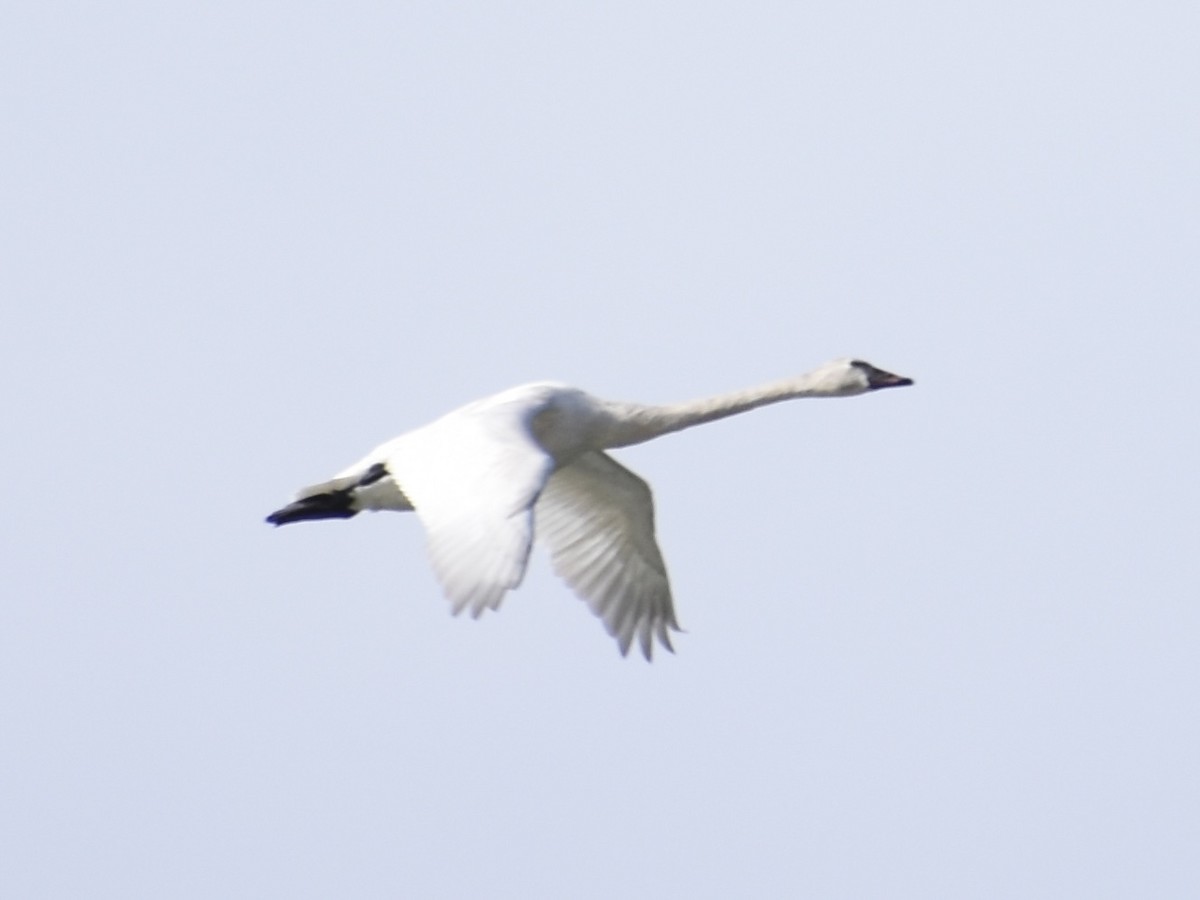 Tundra Swan - ML616118943