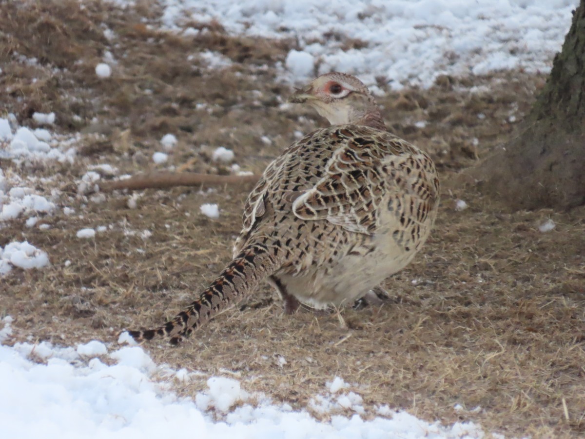 Ring-necked Pheasant - ML616118956