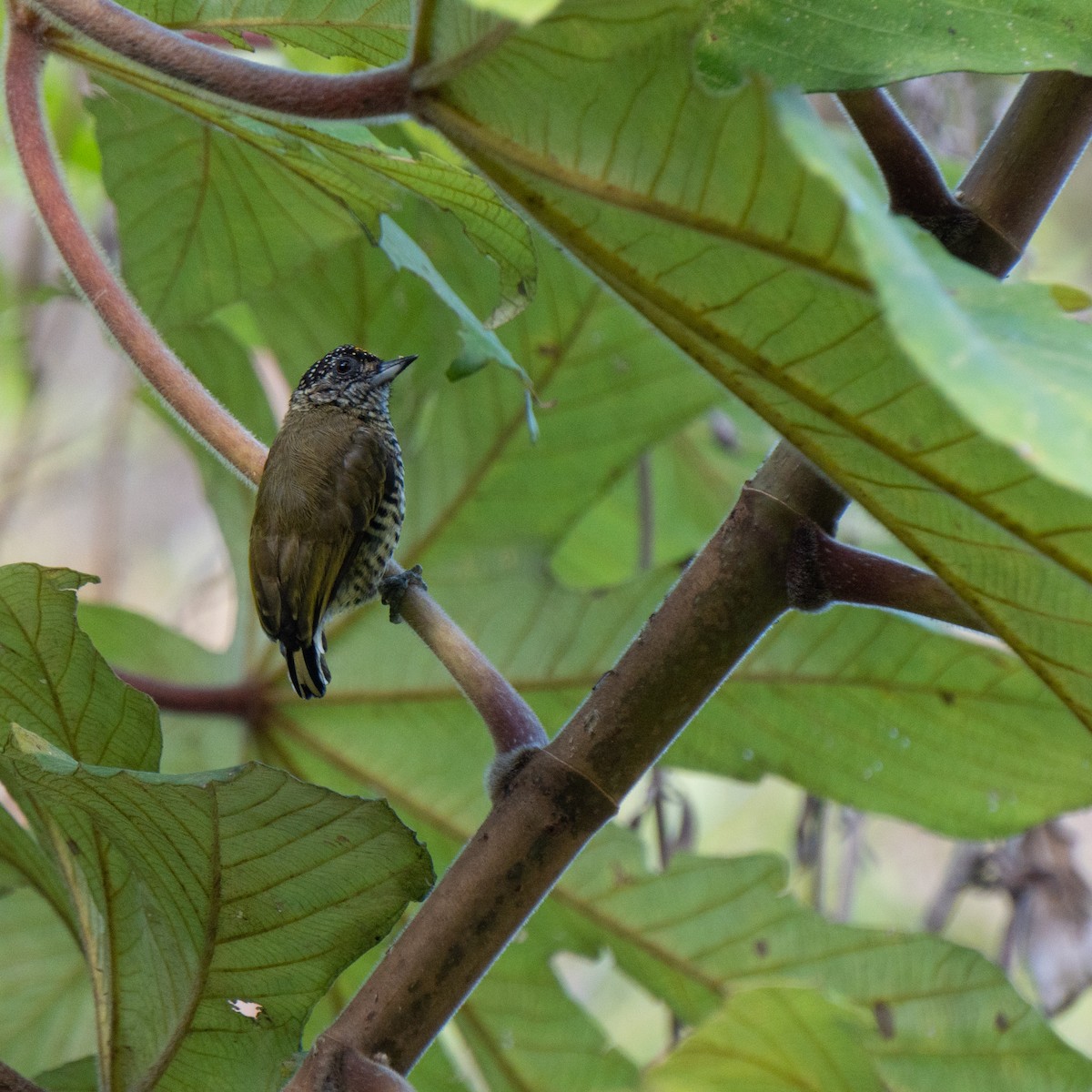 Lafresnaye's Piculet - Cristian Domingo Rivera Panduro