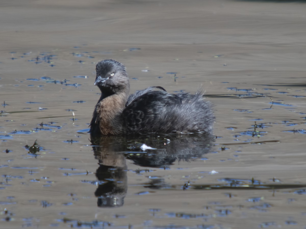 New Zealand Grebe - ML616119082