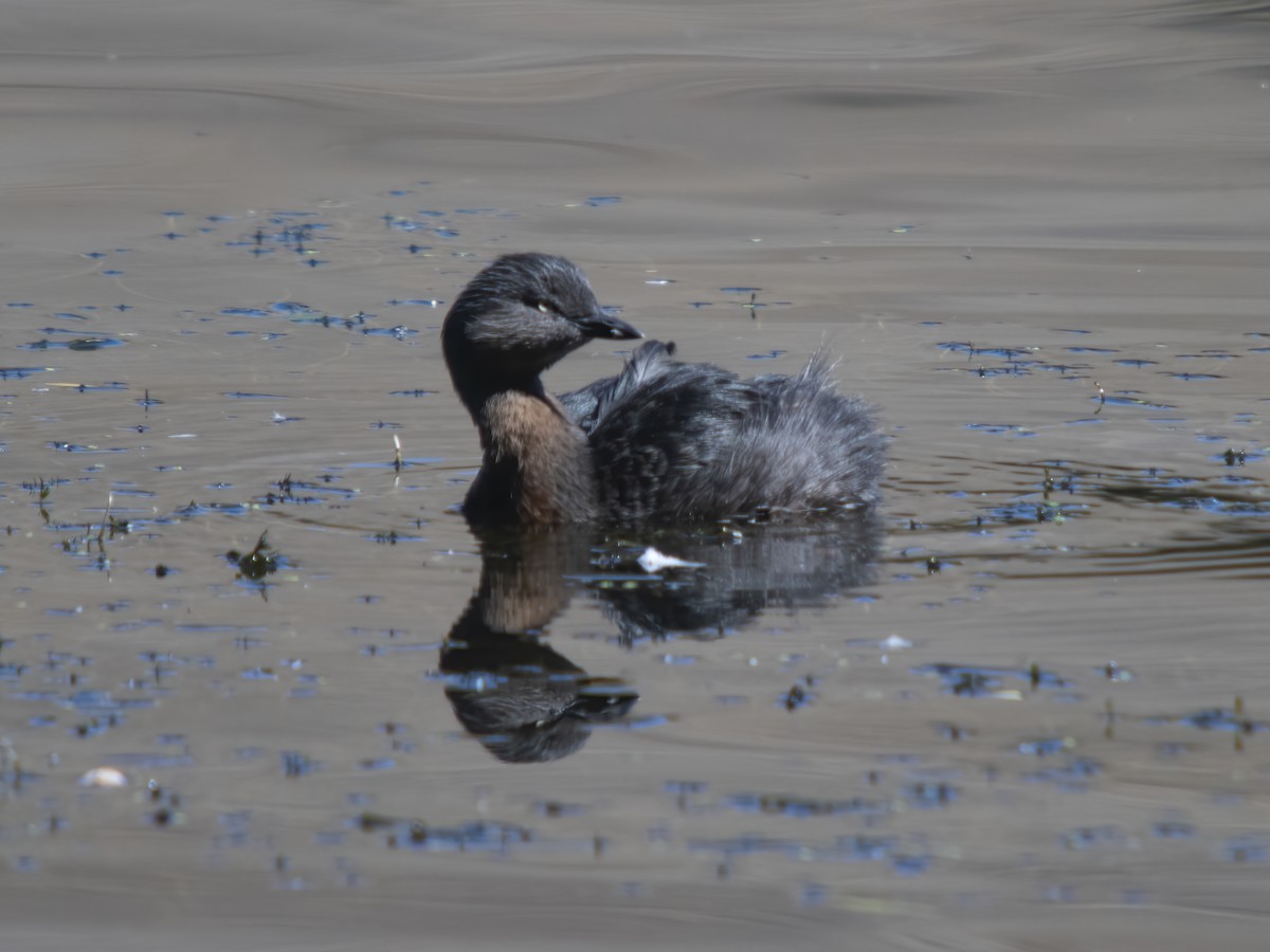 New Zealand Grebe - ML616119085