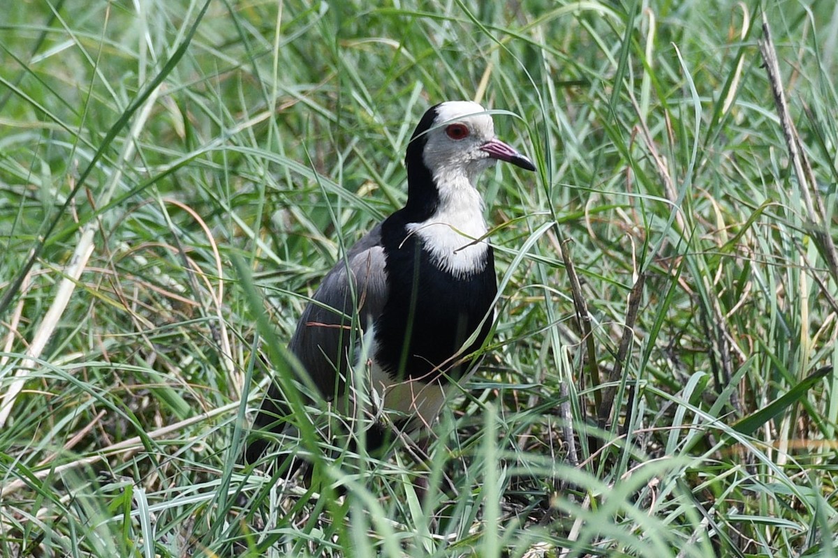 Vanneau à ailes blanches - ML616119123