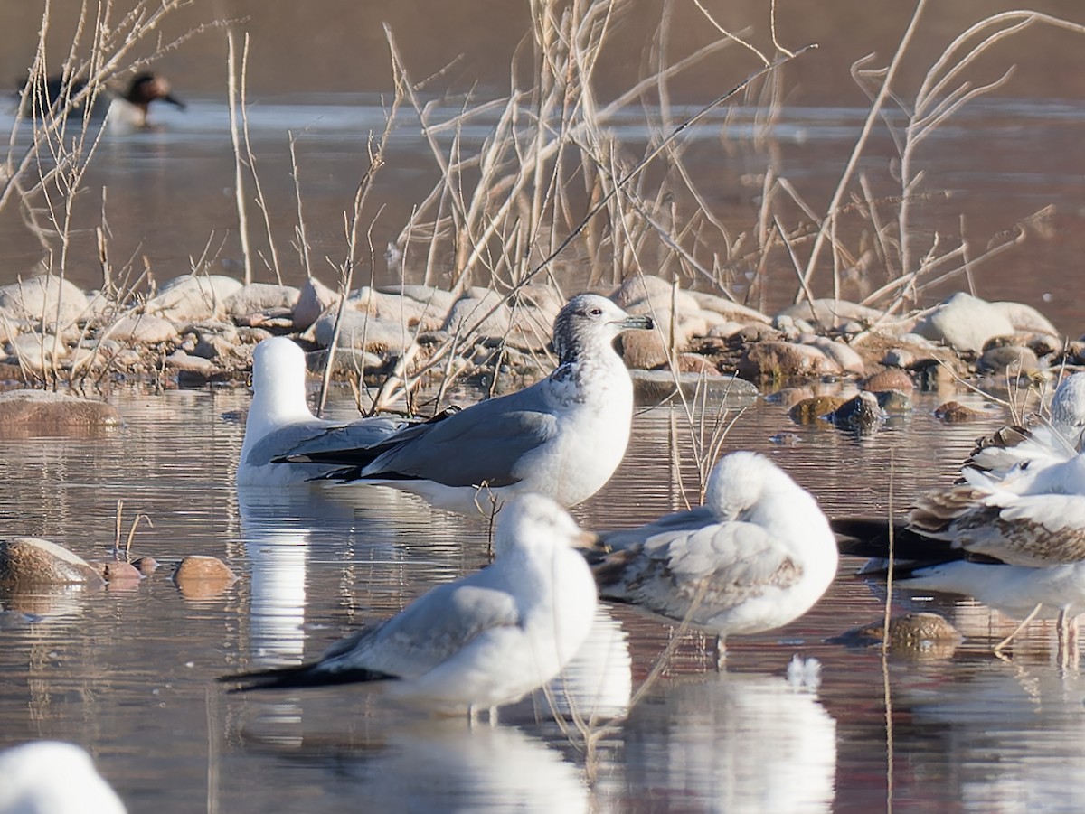 California Gull - ML616119136