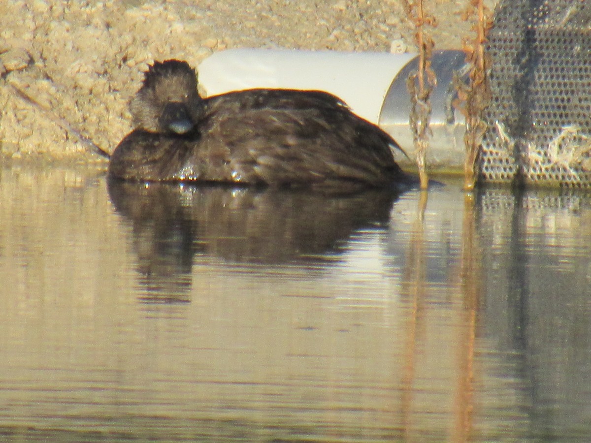 tanımsız ördek (Anatinae sp.) - ML616119146