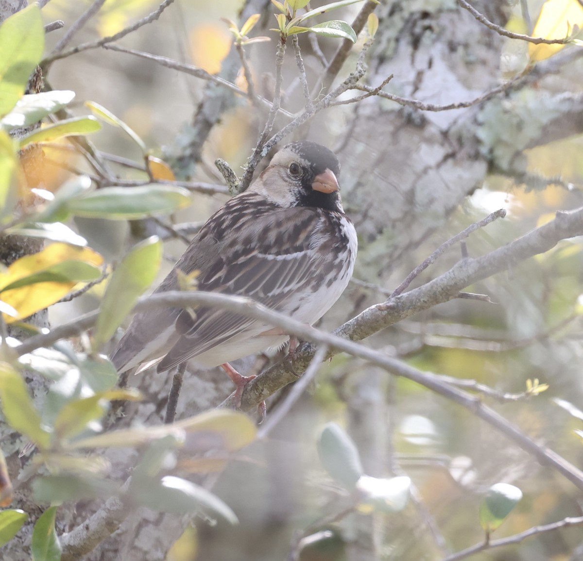 Harris's Sparrow - Pelin Karaca