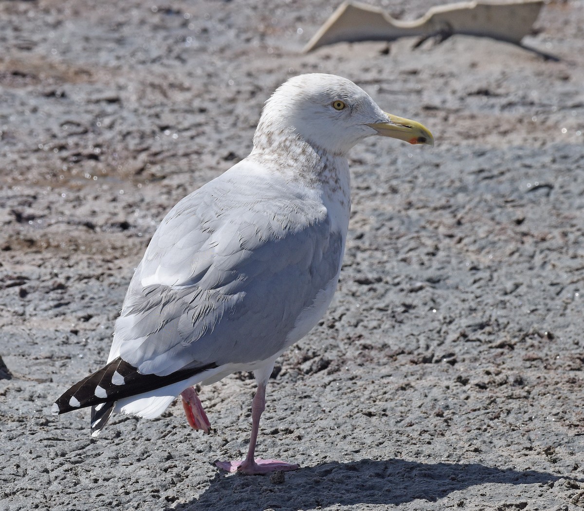 Gaviota Argéntea - ML616119191