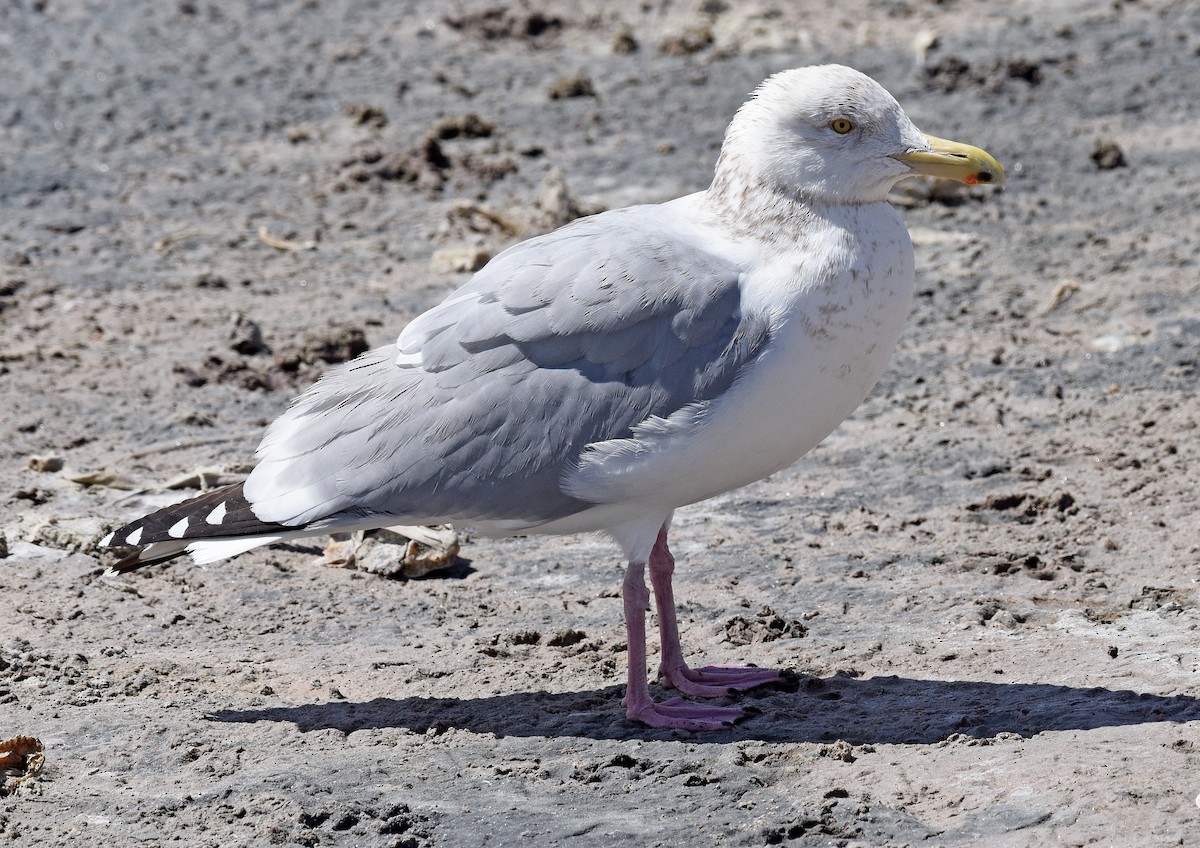 Herring Gull - ML616119193