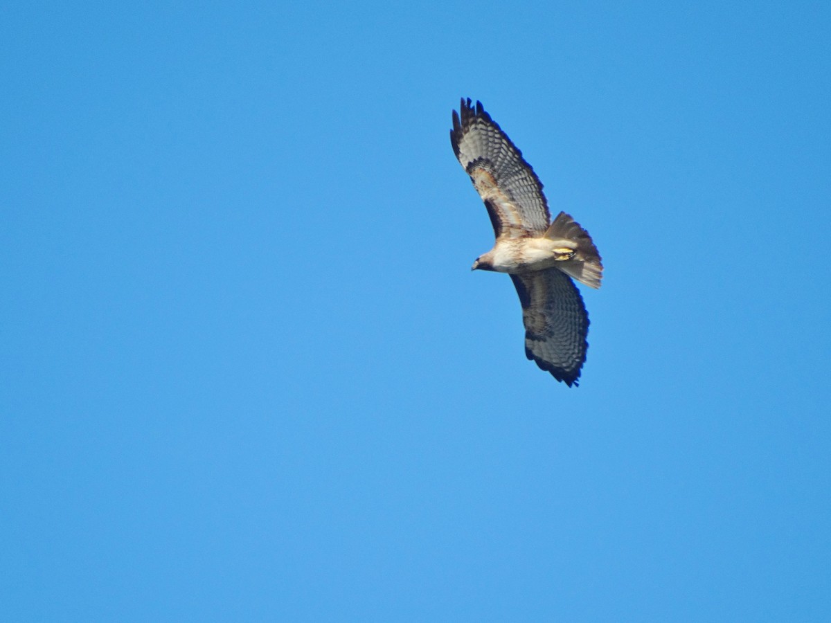 Red-tailed Hawk - ML616119240