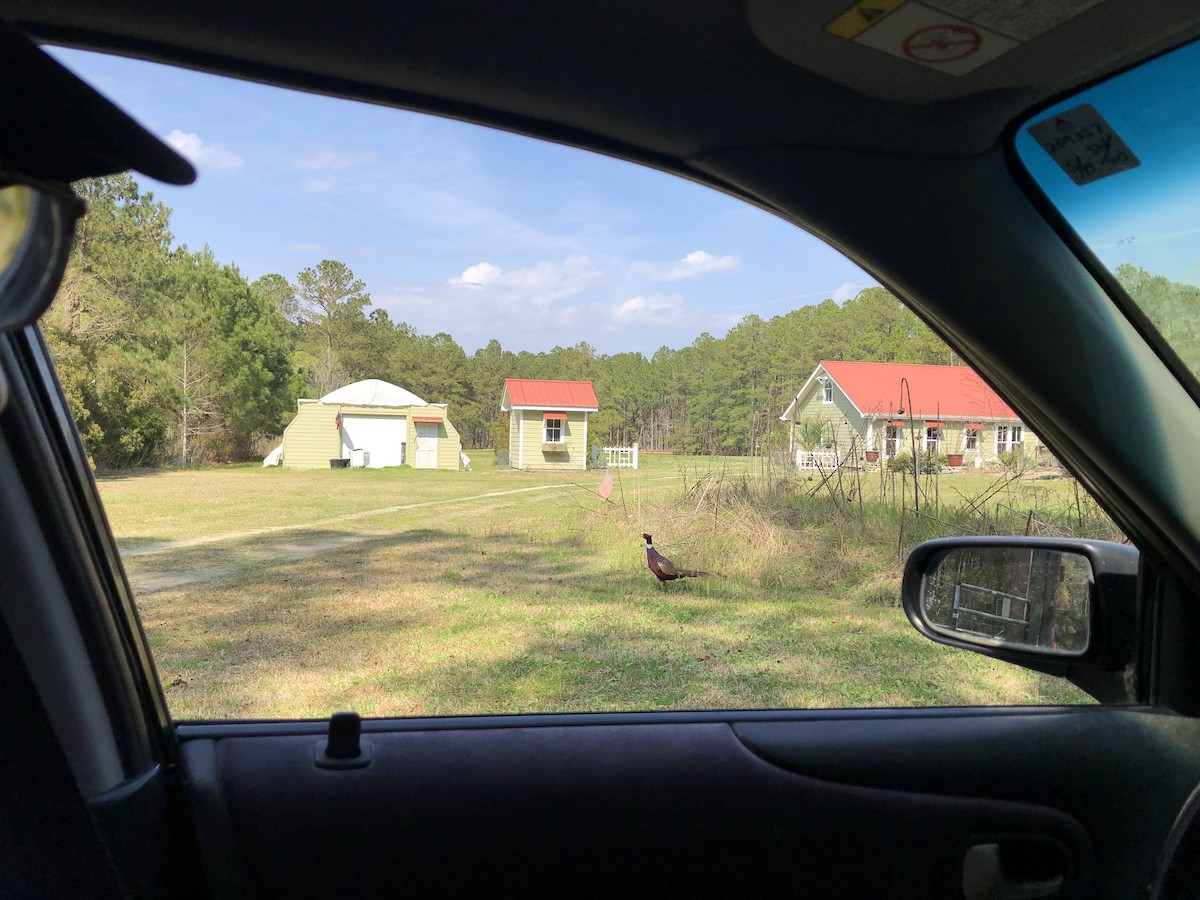 פסיון מצוי - ML616119264