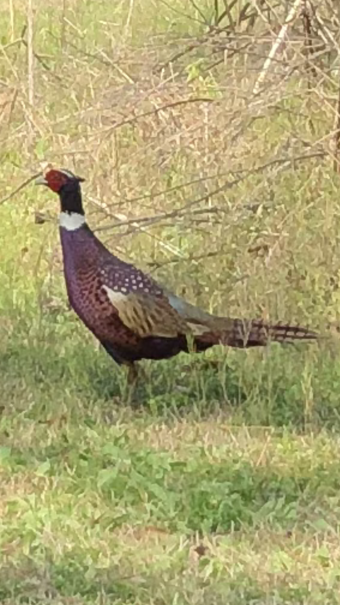 פסיון מצוי - ML616119265