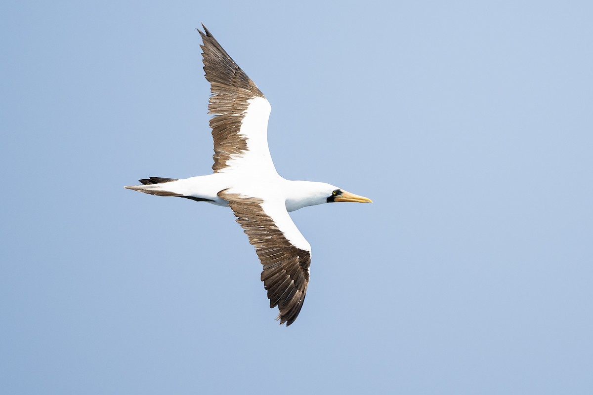 Nazca Booby - ML616119268