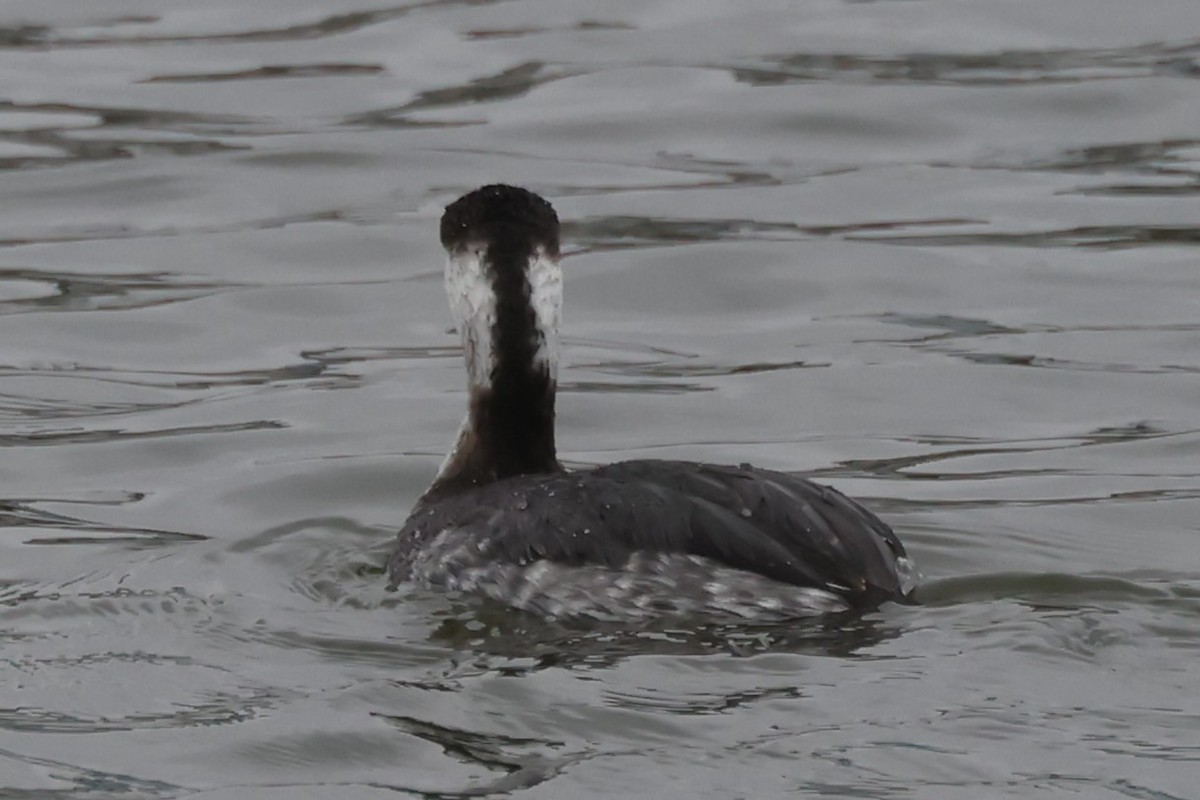 Horned Grebe - Jim Stasz