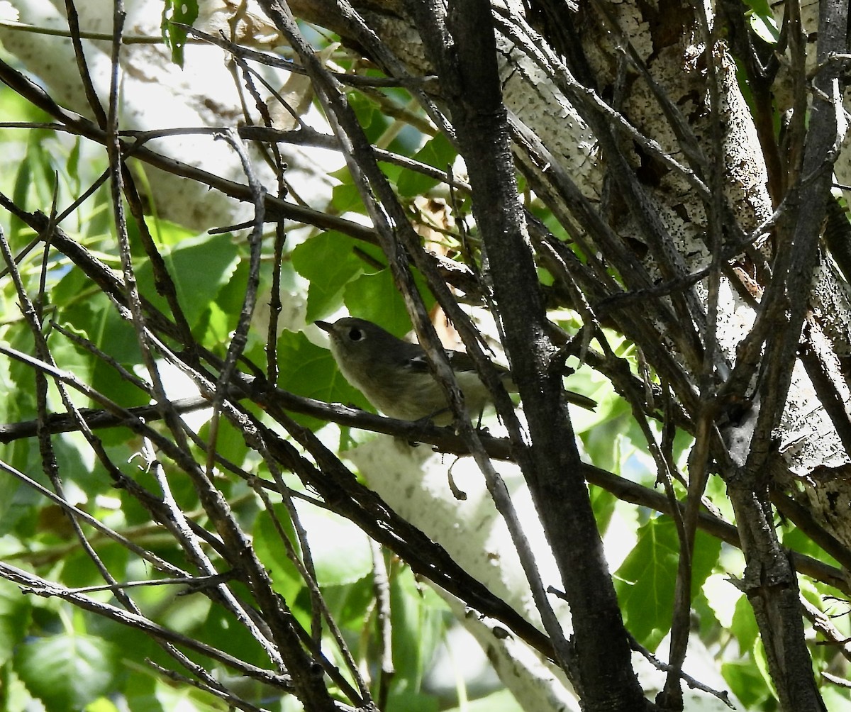 Hutton's Vireo - ML616119377