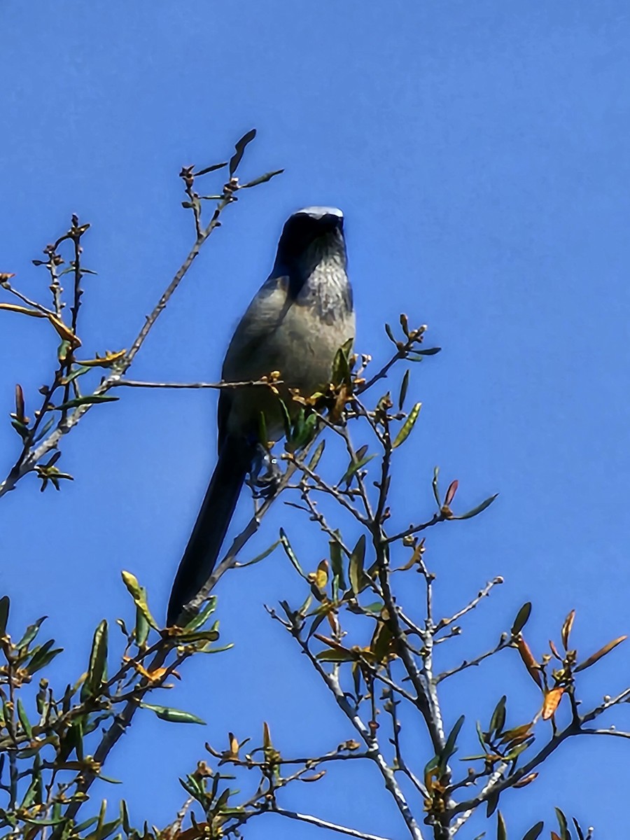 Florida Scrub-Jay - ML616119396