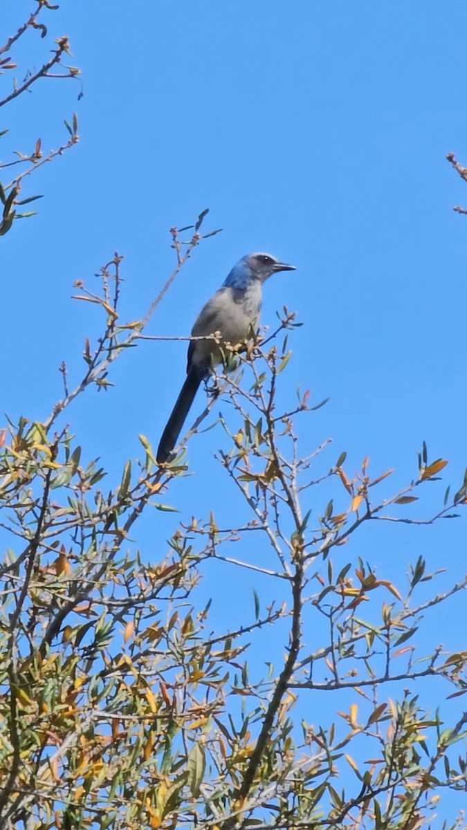 Florida Scrub-Jay - ML616119407