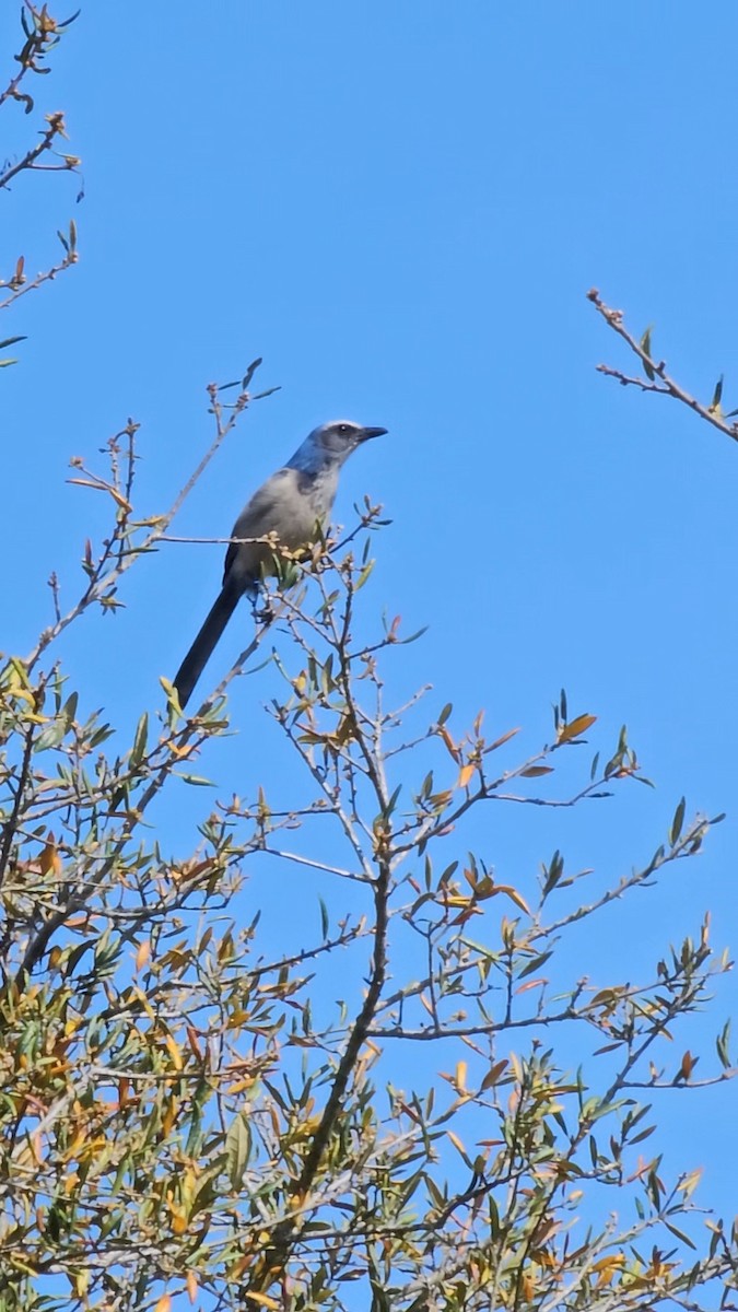 Florida Scrub-Jay - ML616119408