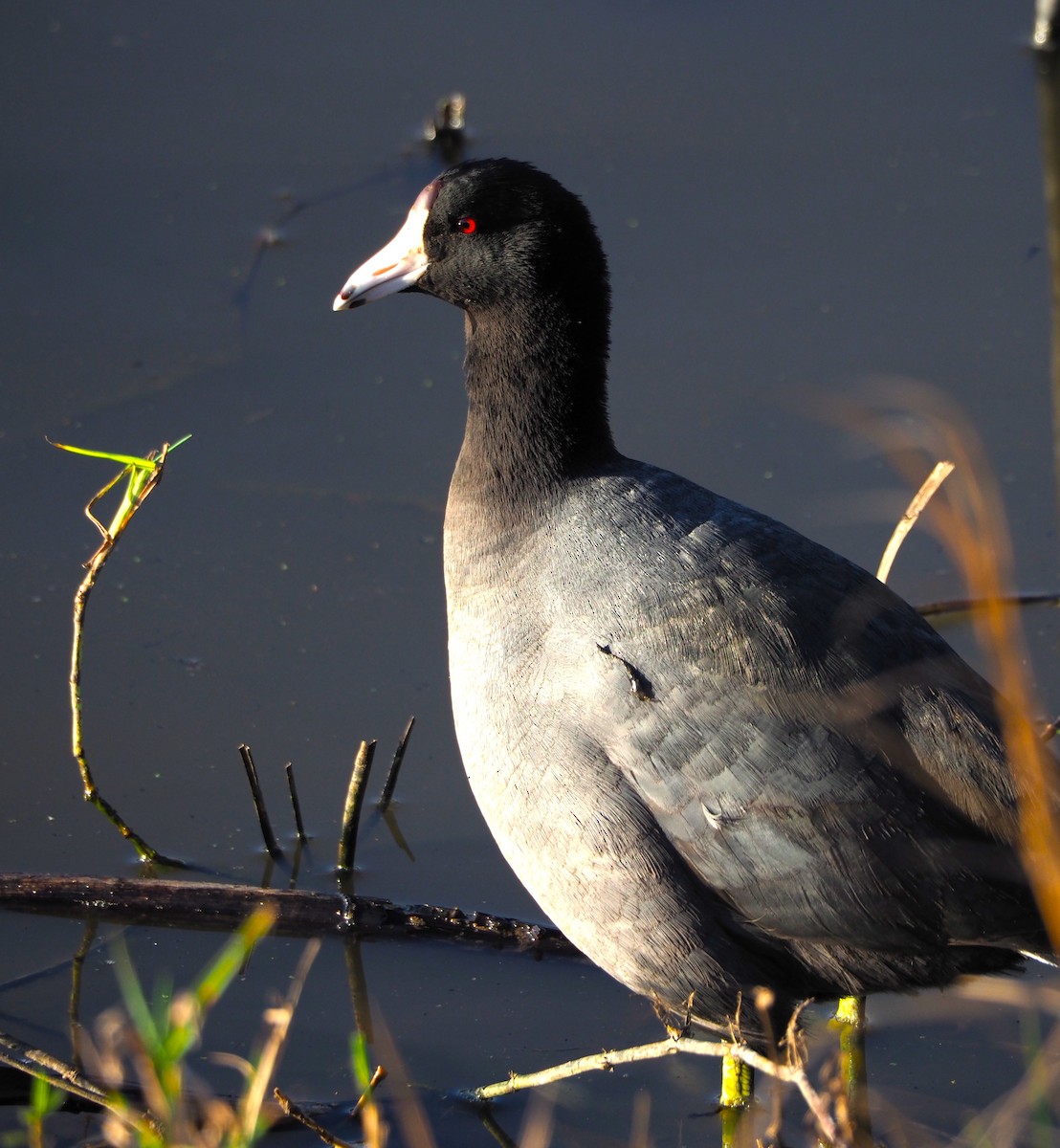 American Coot - ML616119491