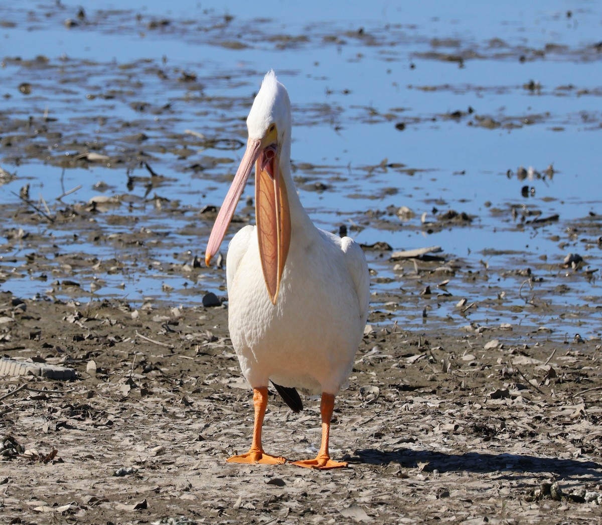 pelikán severoamerický - ML616119493