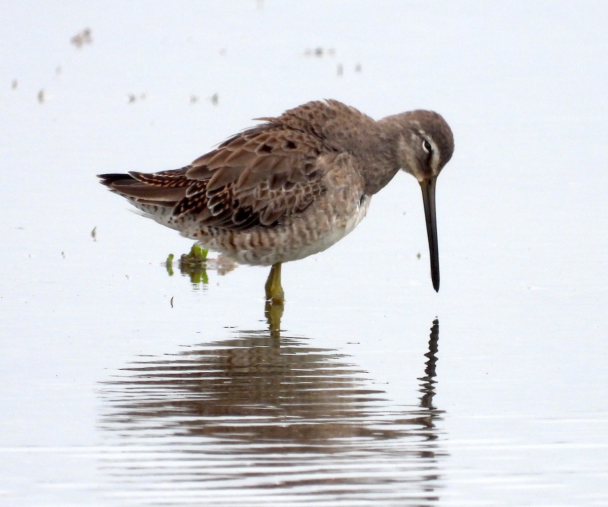 Long-billed Dowitcher - ML616119536