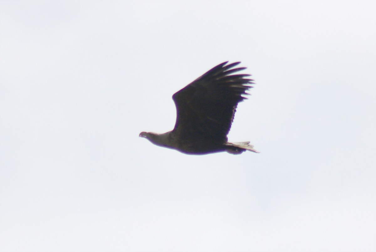 White-tailed Eagle - Zorana Nikodijevic