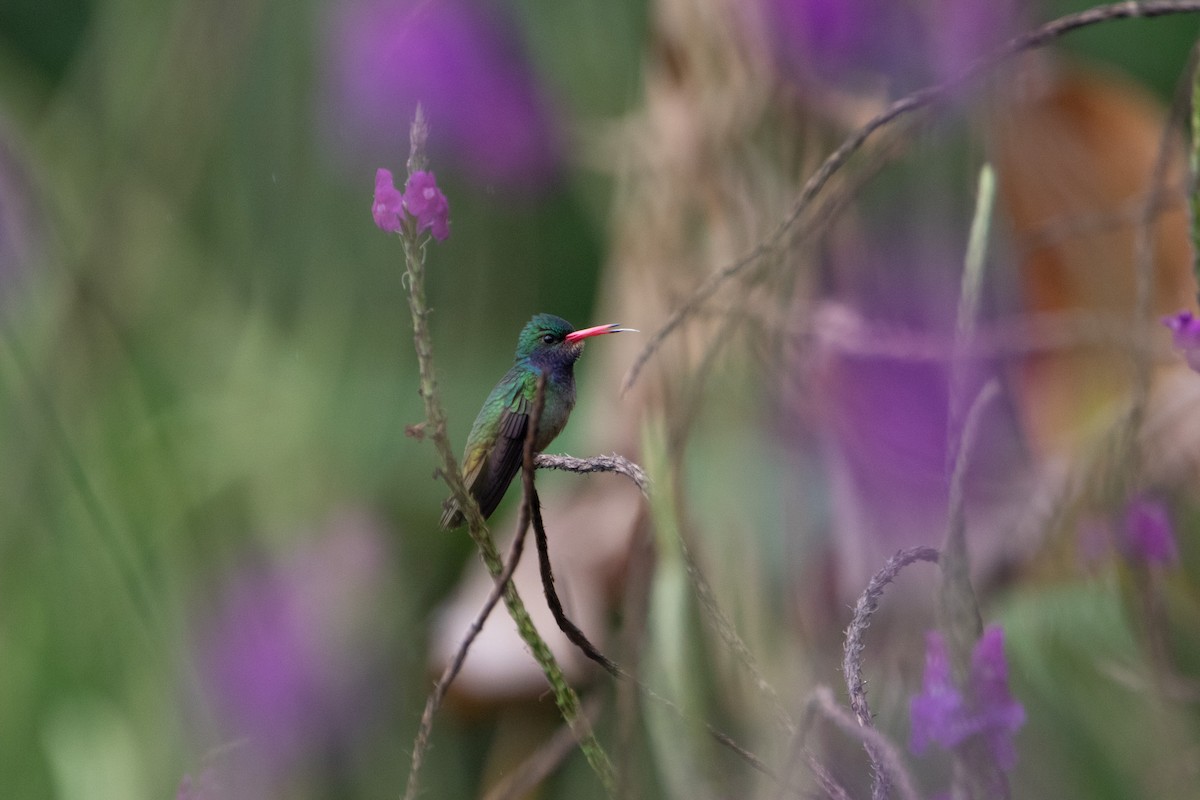 Blue-throated Goldentail - ML616119668