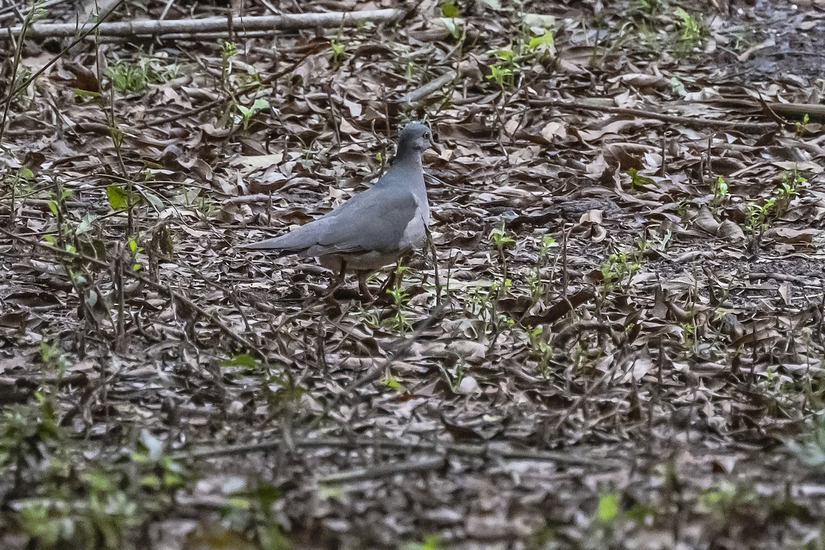 White-tipped Dove - ML616119673