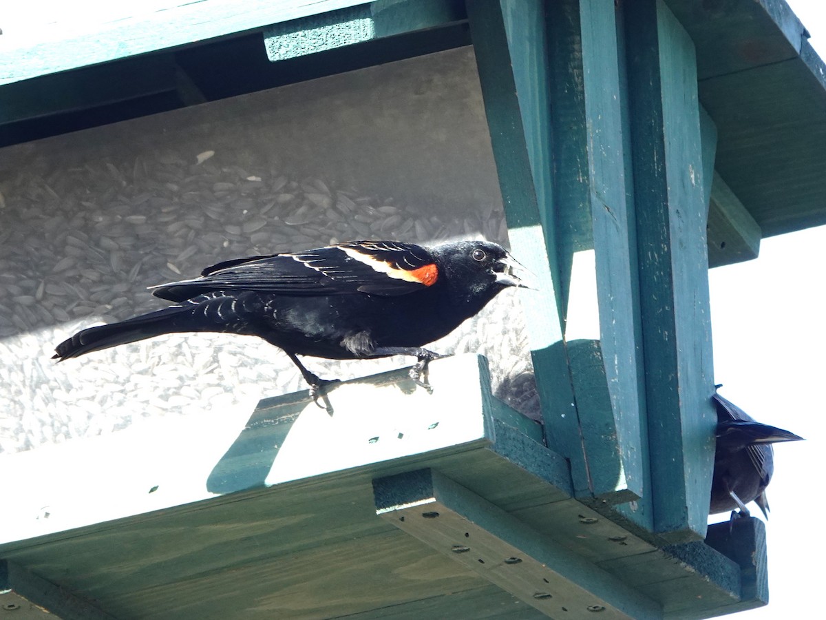 Red-winged Blackbird - ML616119694