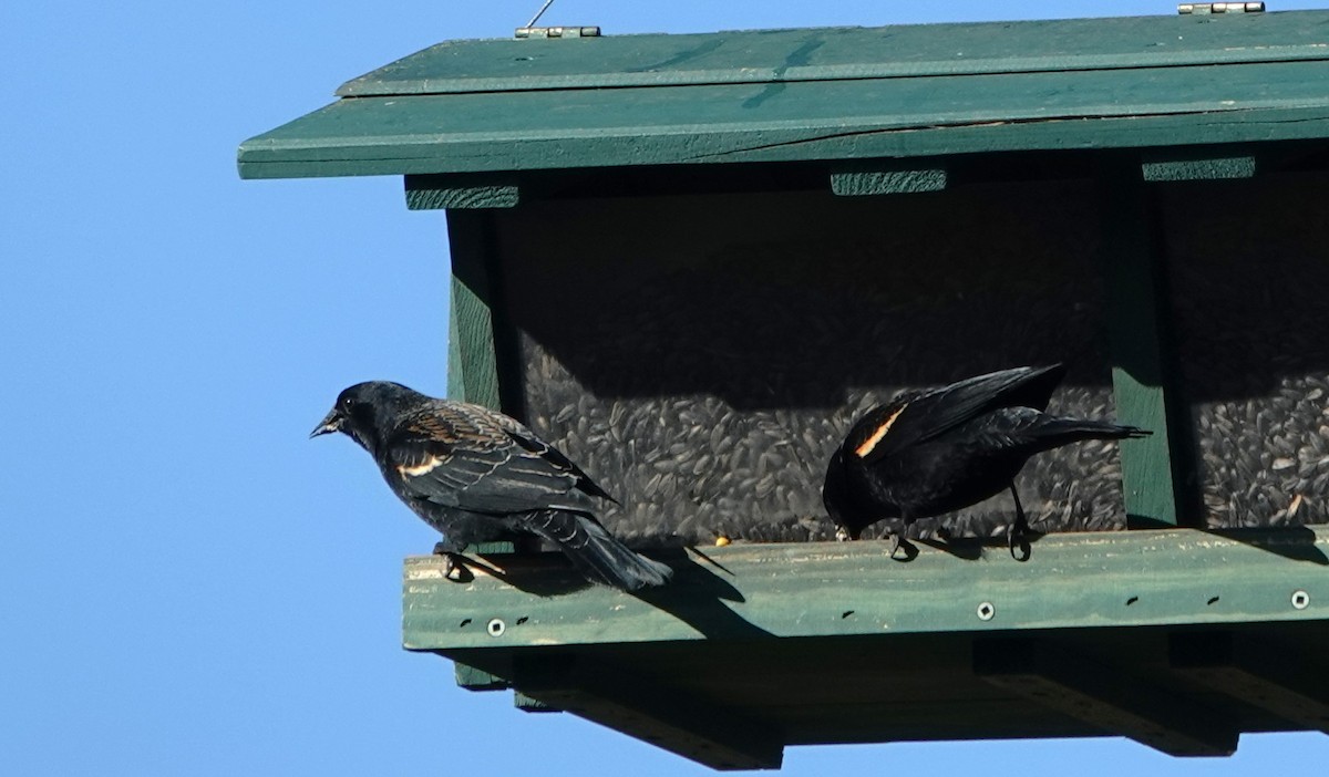 Red-winged Blackbird - ML616119698