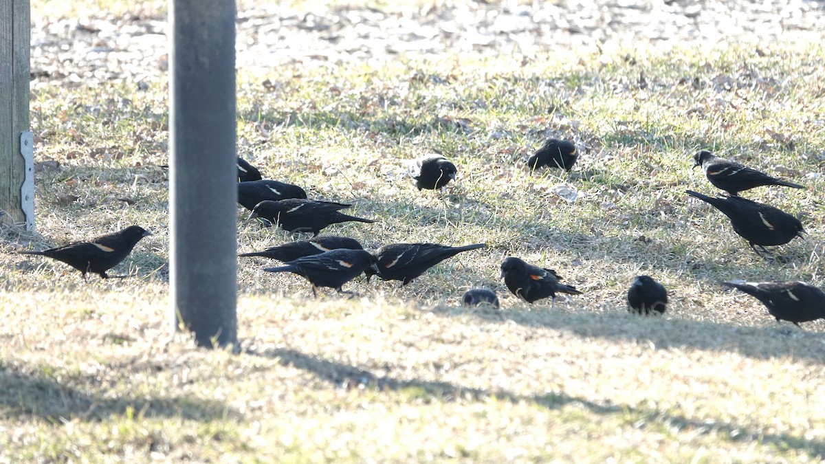 Red-winged Blackbird - ML616119700