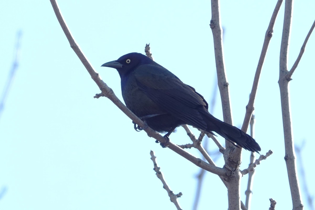 Common Grackle - Daniel Néron