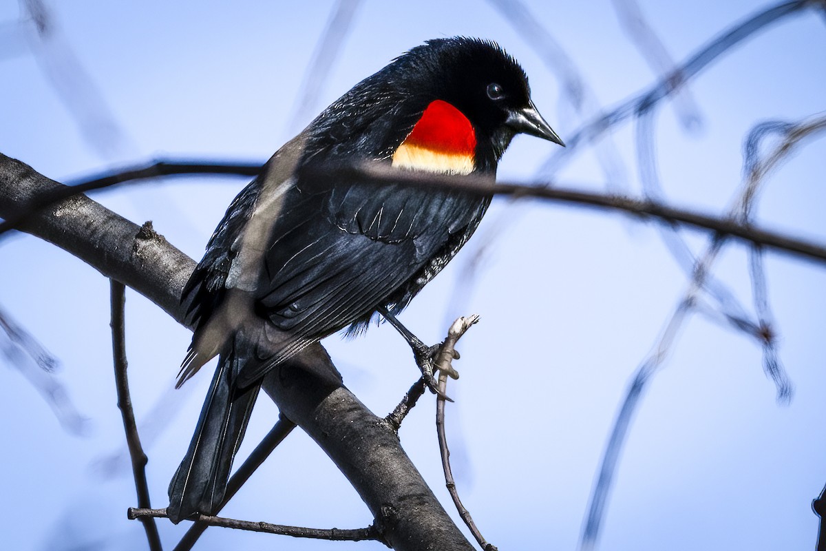 Red-winged Blackbird - André Beauchesne