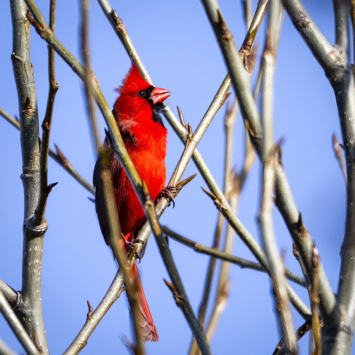 Cardinal rouge - ML616119713