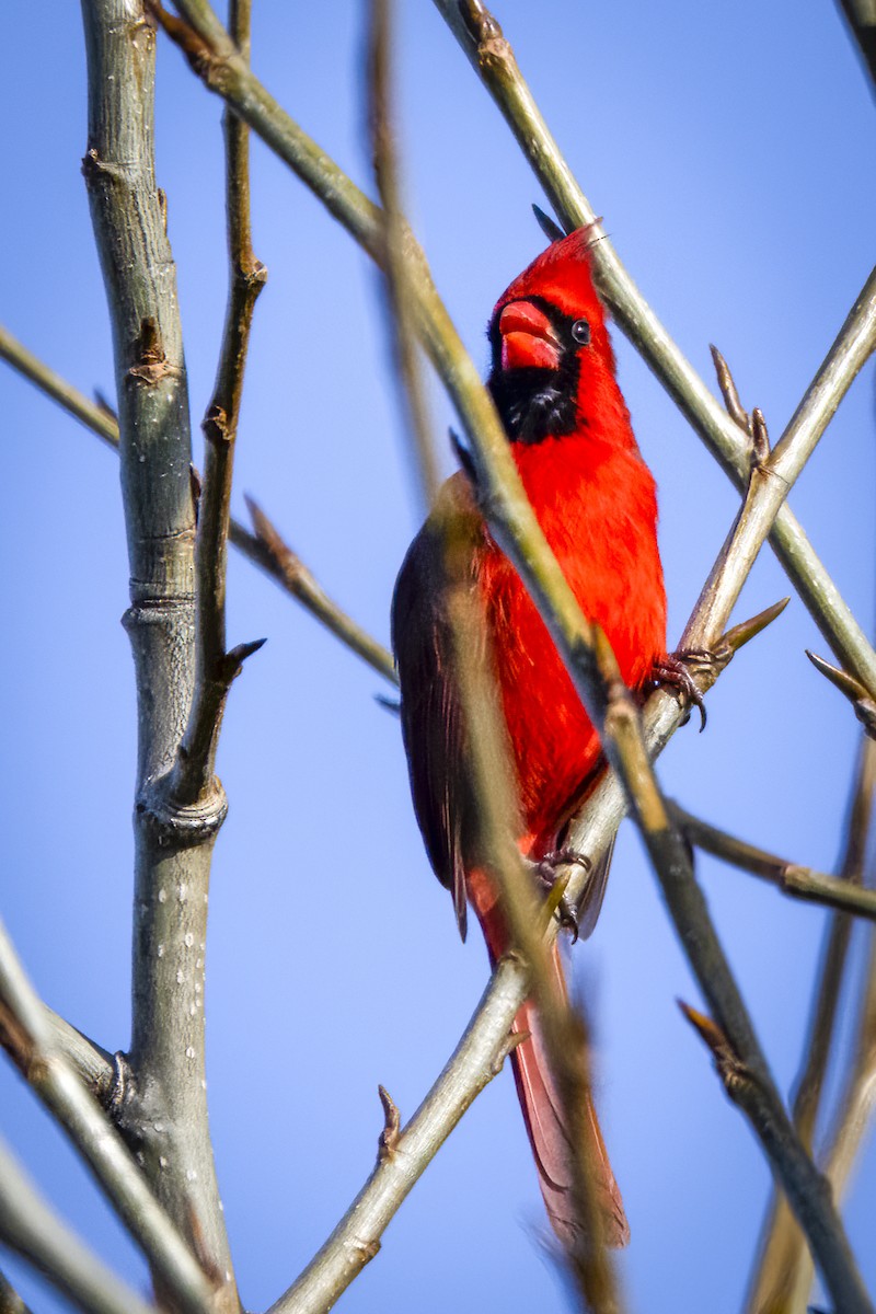 Northern Cardinal - André Beauchesne