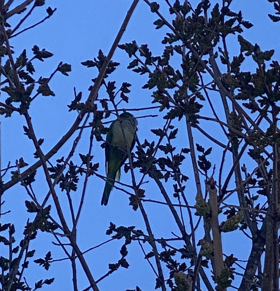 Папугоподібні sp. Psittaciformes sp. (parakeet sp.) - ML616119727